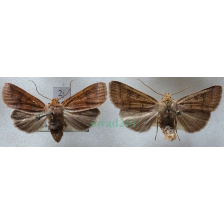 Agrochola nitida (Denis & Schiffermüller, 1775) pair Źrenicówka Czech2j